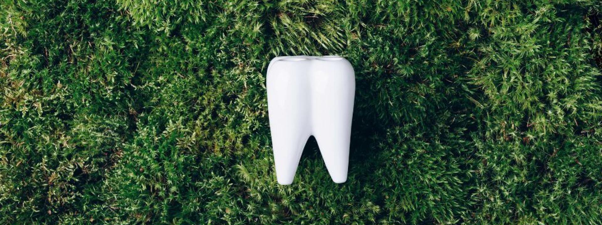 Tooth model surrounded by green grass and plants, representing holistic dentistry